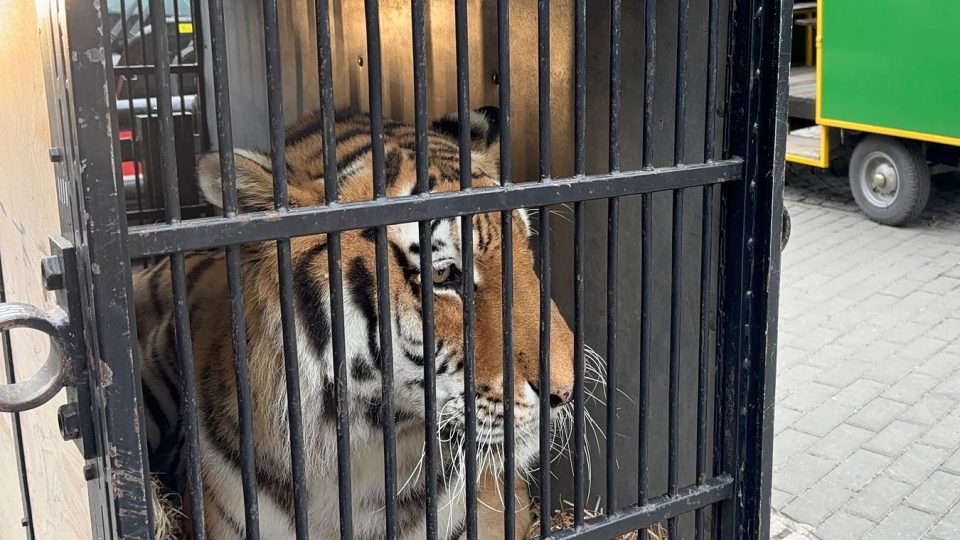 Tygr Tajmir zvládl přesun bez uspání