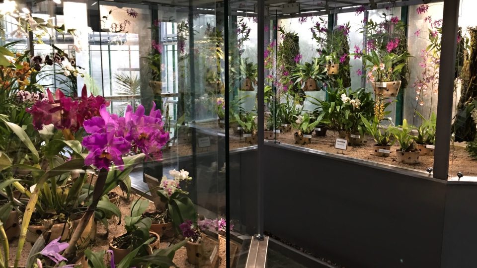 V Botanické zahradě Liberec kvetou stovky orchidejí