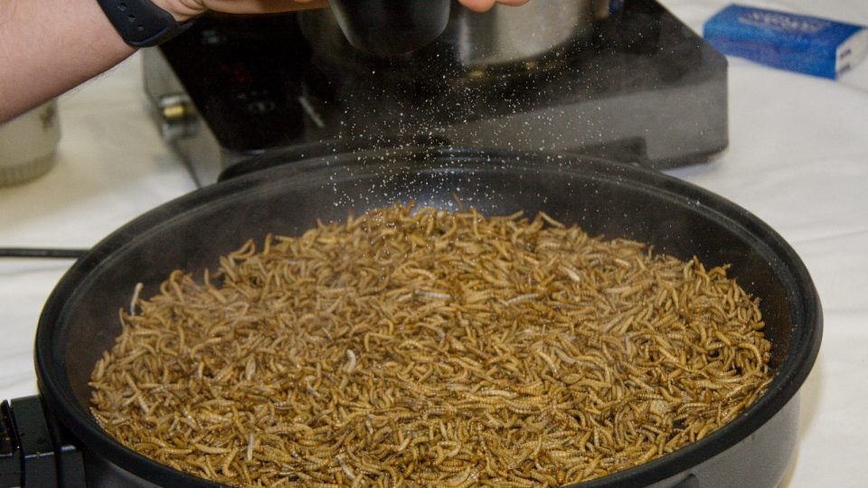 Hmyzí speciality přilákaly na Malou Skálu desítky zájemců o extrémní kuchyni