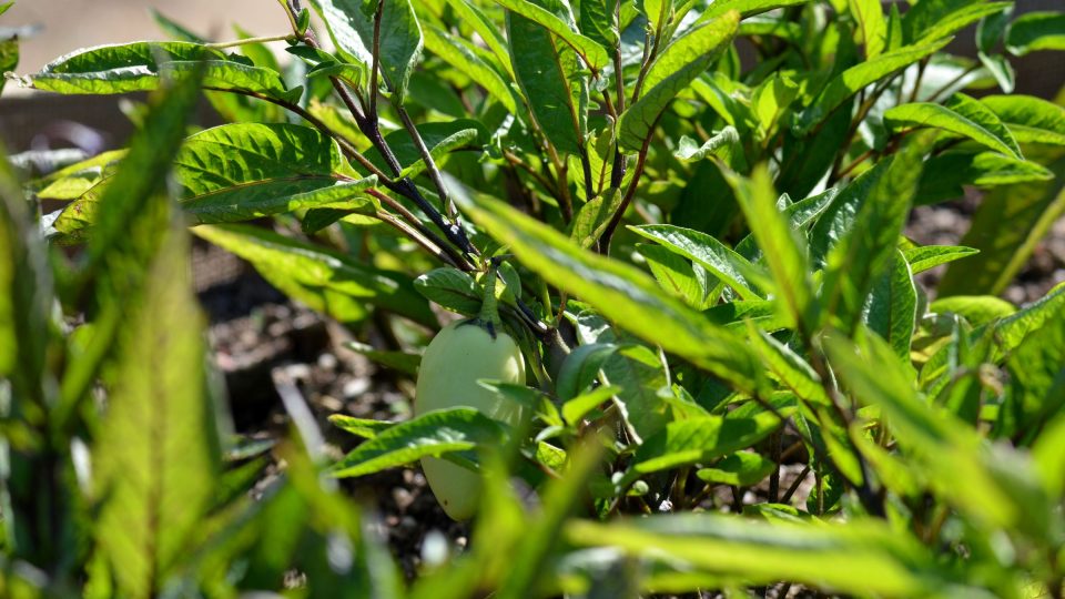 Peruánský lilek pepíno (Solanum muricatum) se dobře pěstuje jako hrnková rostlina