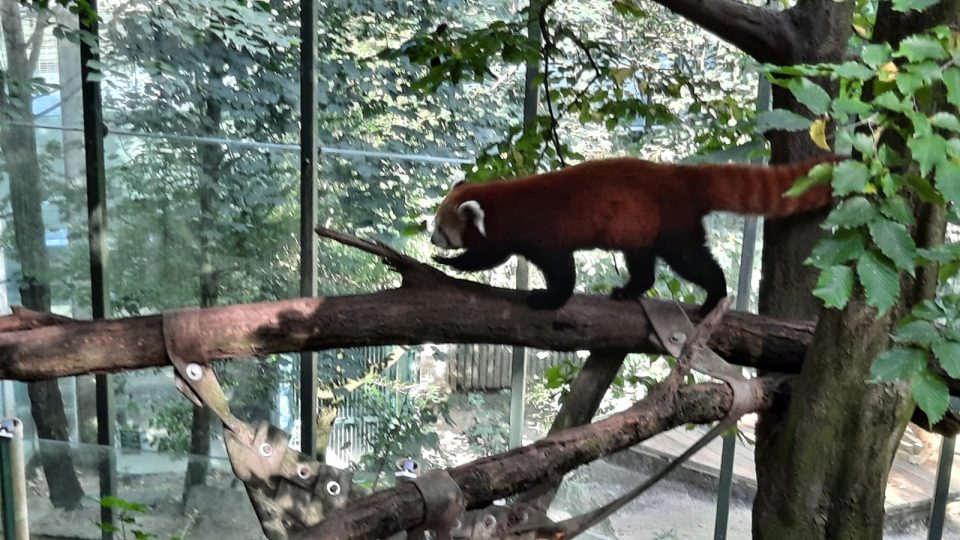V liberecké zoo se narodila mláďata pandy červené