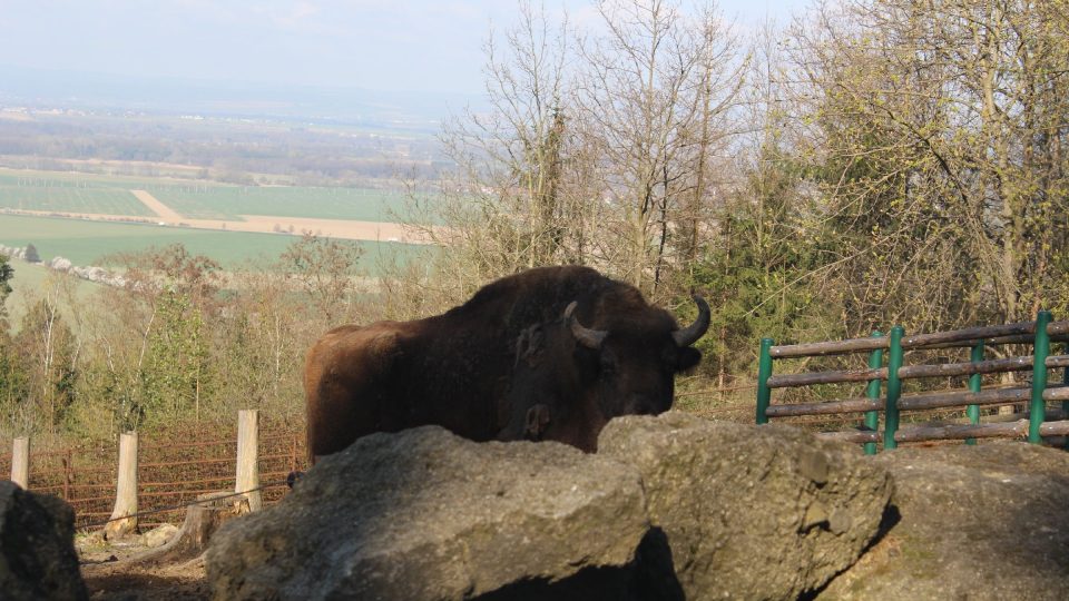 Zubr | foto: Aleš Spurný, Český rozhlas Zubr