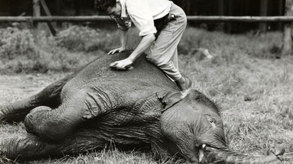 Zoo Liberec - péče o prvního libereckého slona – samičku Kitty (v Liberci od roku 1958)