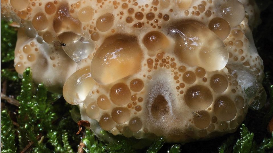 I tohle je houba - mykolog Zdeněk Pelda je i vášnivým fotografem
