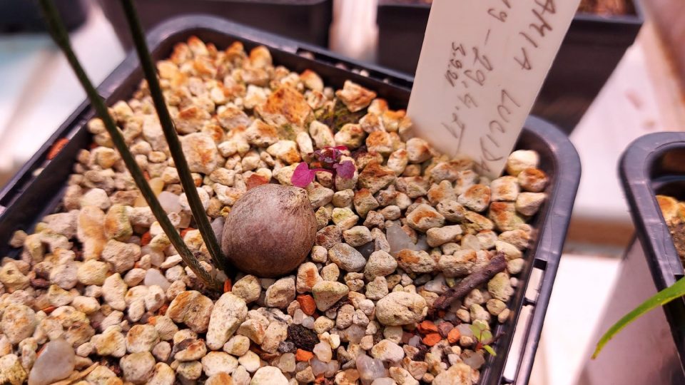 Macrozamia lucida, pěstování ze semene