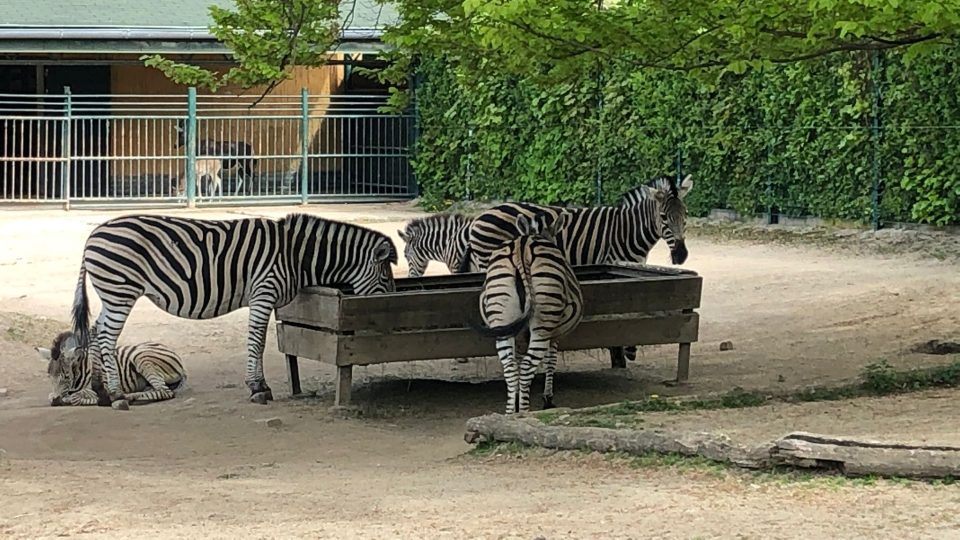 Stanoviště Českého rozhlasu Liberec v liberecké zoo - za hlavním vchodem, napravo od zeber