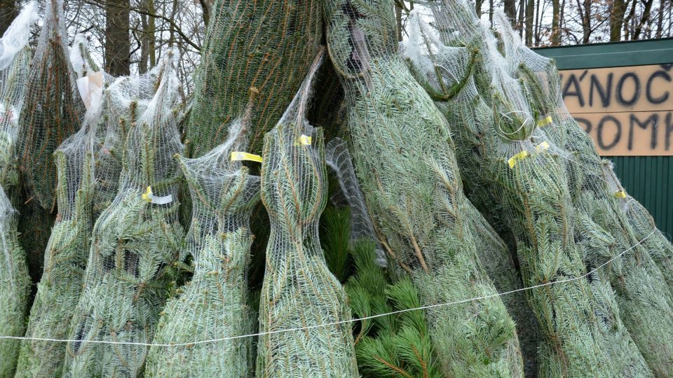 Stromek si nejprve prohlédněte, poté nechte zabalit