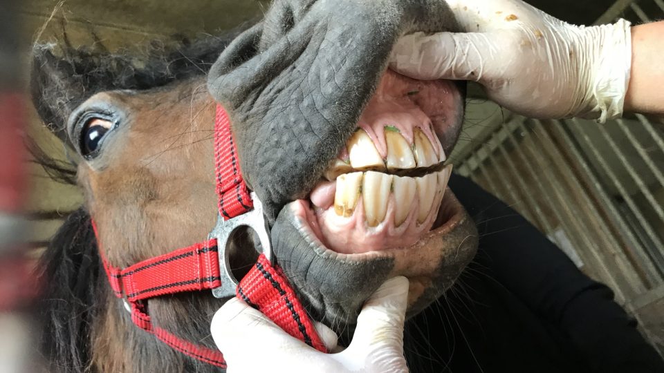 Také koně musí k zubaři