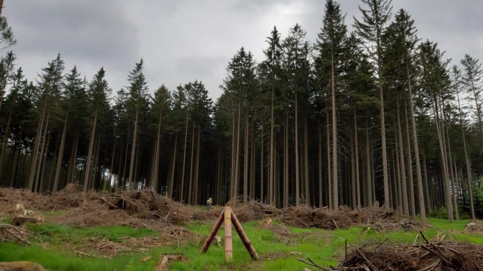 Lesníci lákají kůrovce i na trojnožky – pokácené slabé stromy