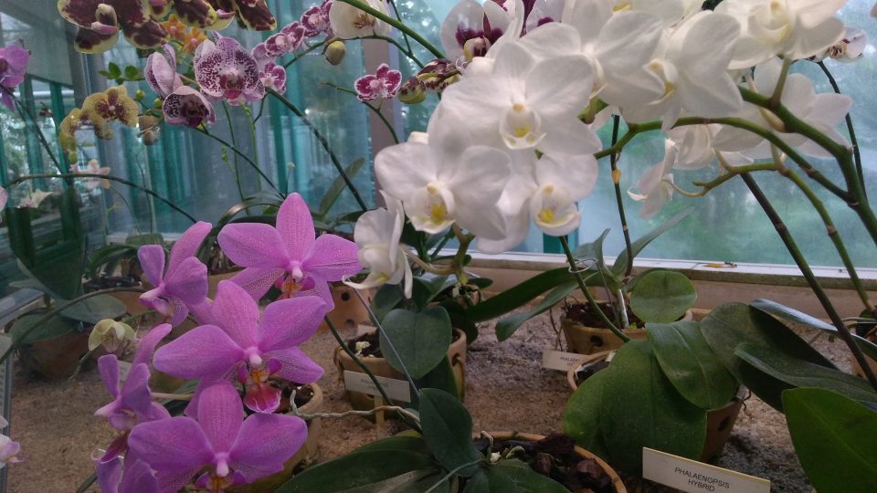 Kvetoucí orchideje v liberecké botanické zahradě