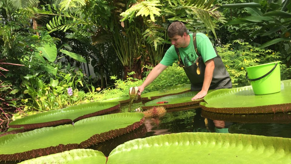 Opylení viktorie královské v liberecké botanické zahradě