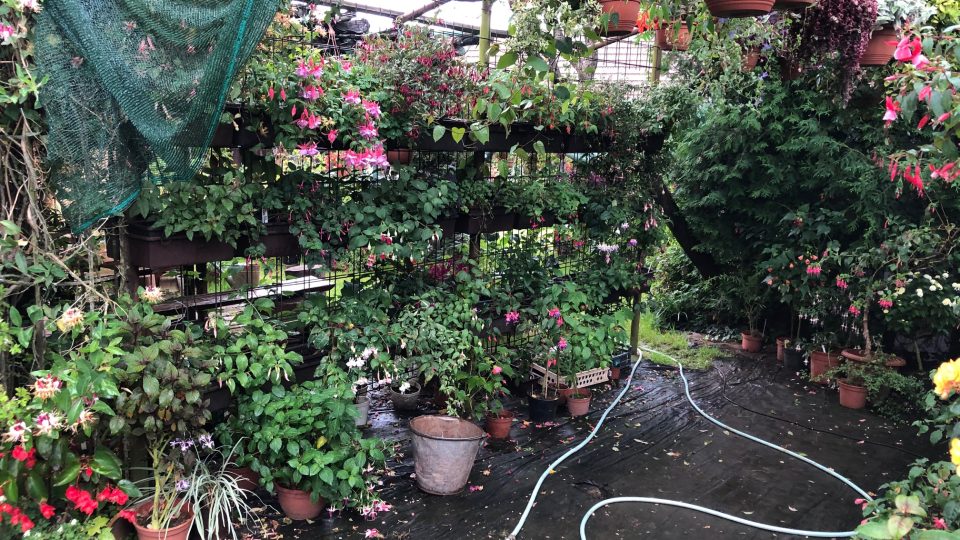 Stovky druhů fuchsií, růží či muškátů provoněly zahradu manželů Suchardových v Újezdci u Syřenova