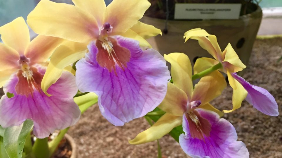 V Botanické zahradě Liberec kvetou stovky orchidejí
