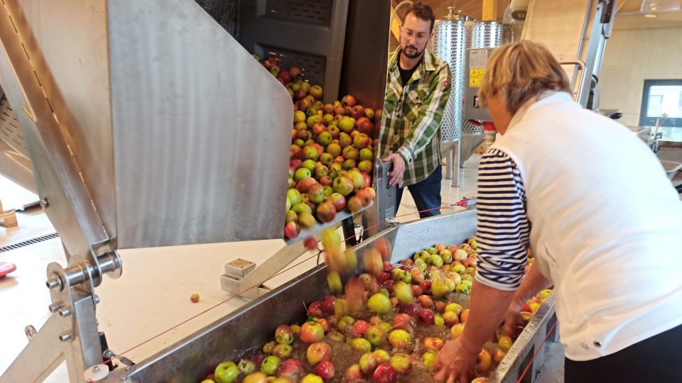 Jablka se myjí v kartáčové myčce