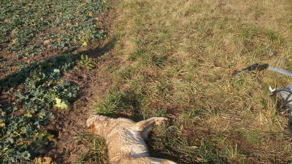 U rychlostní silnice u Turnova našli lidé zřejmě sraženého vlka