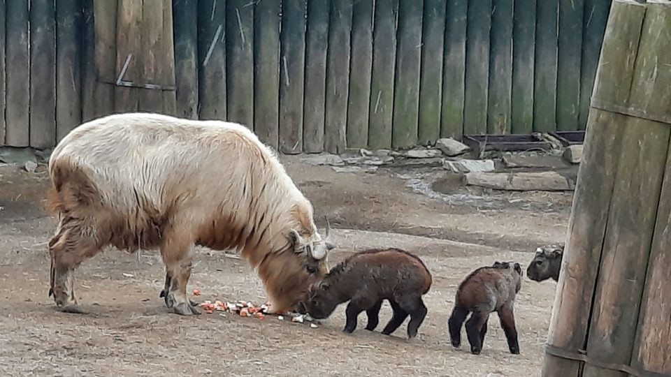 V liberecké zoo se letos narodila 4 mláďata takinů čínských, kterým se také kvůli barvě srsti říká zlatí