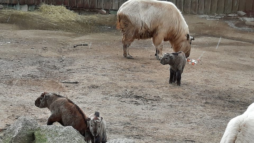 Mláďata takinů se v liberecké zoo narodila na přelomu února a března
