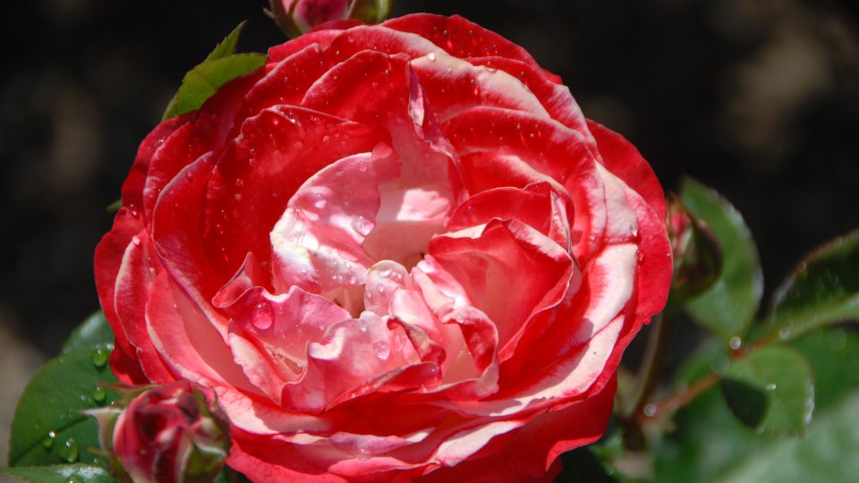Růže v botanické zahradě v Liberci