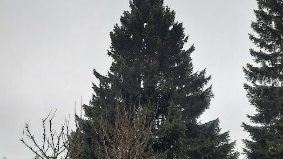 Vánoční strom pro Prahu letos pochází z Dolní Černé Studnice na Jablonecku