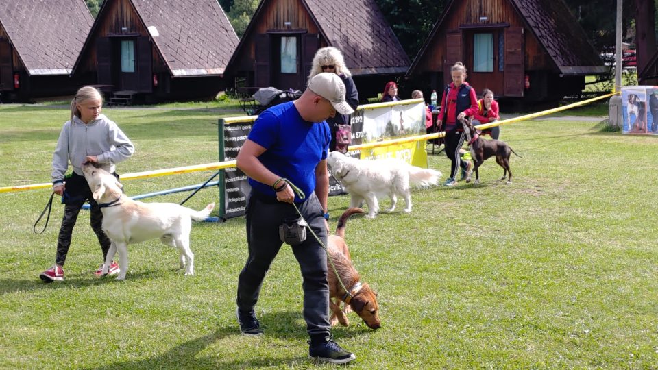 Účastníci psího letního kempu ve Sloupu v Čechách