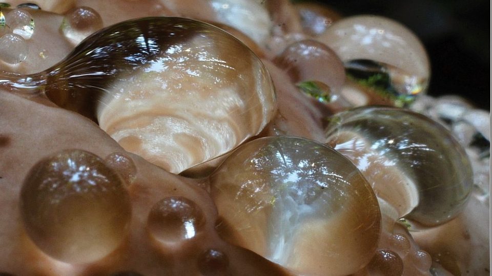 I tohle je houba - mykolog Zdeněk Pelda je i vášnivým fotografem