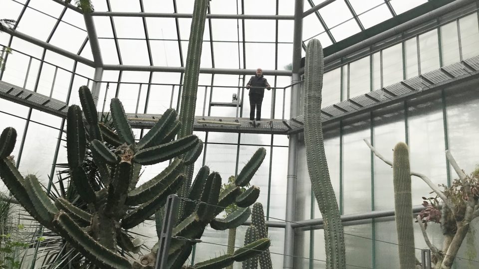 Osmimetrový kaktus kvete