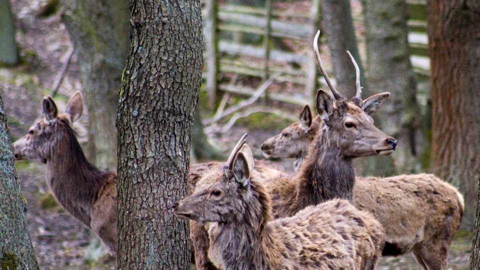 V oboře žijí desítky jelenů a daňků