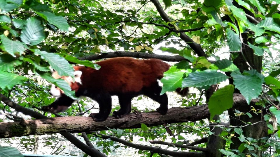 V liberecké zoo se narodila mláďata pandy červené
