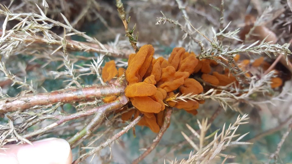 Oranžová houba rez hrušňová na větvičce jalovce čínského.jpg