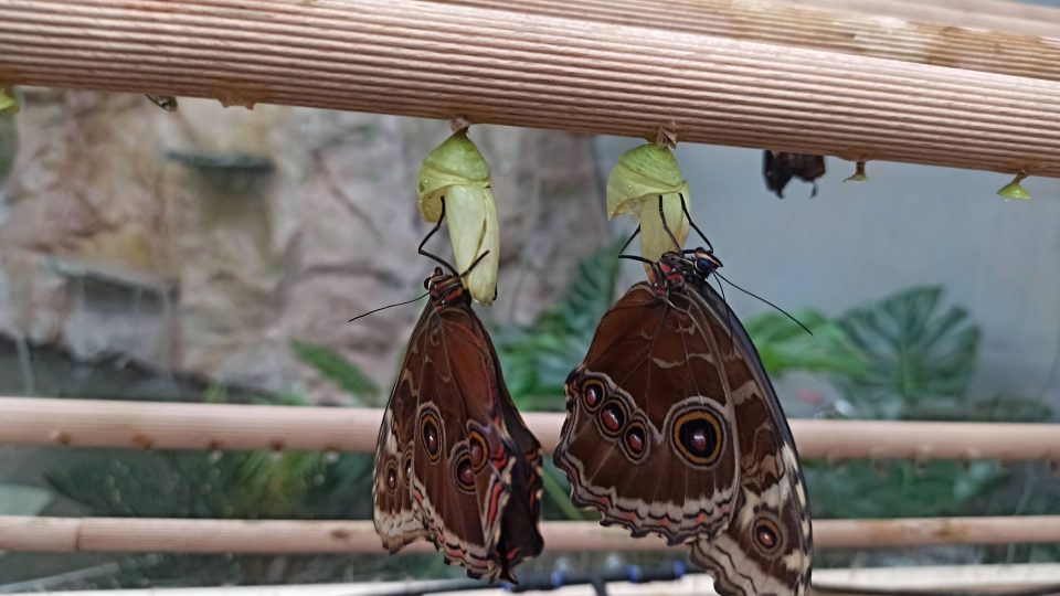 Návštěvníci Papilonie mohou sledovat zrod motýla