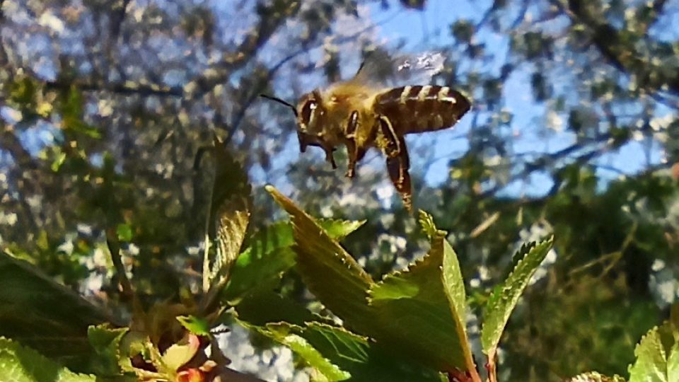 Včely z Českodubska