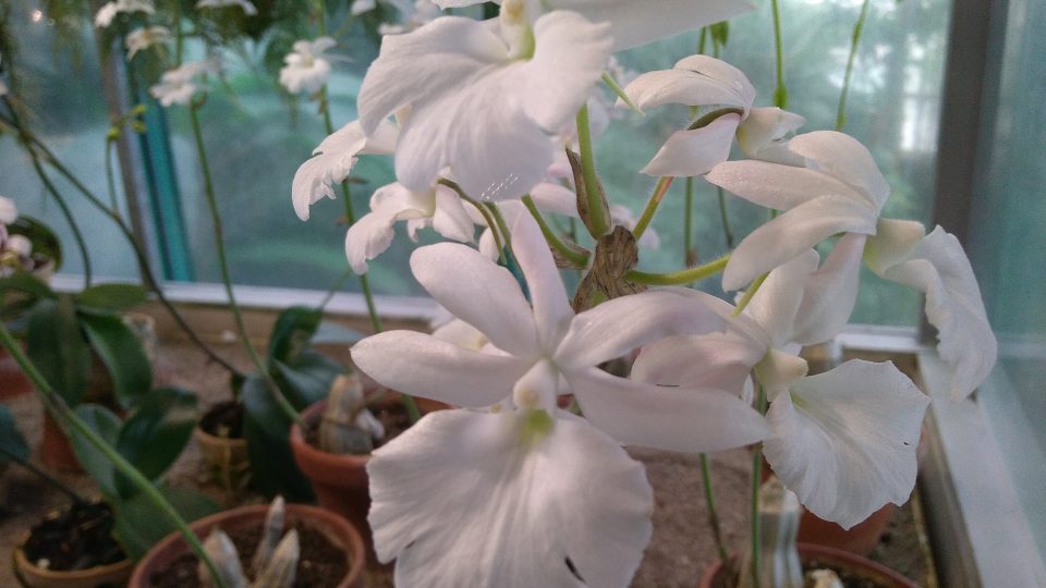 Kvetoucí orchideje v liberecké botanické zahradě