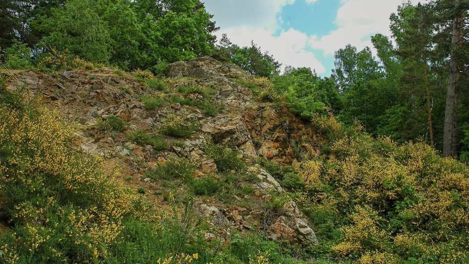 Dominantou lokality Na skalách je v létě žlutě kvetoucí janovec metlatý
