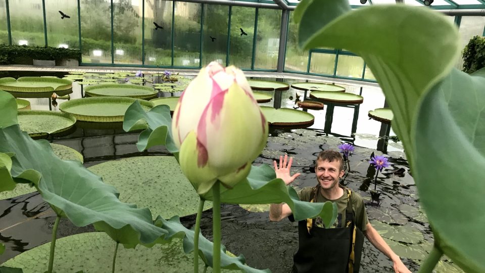 Zahradník Lukáš Koprnický mává zpoza květu lotosu