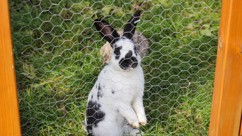 Králík Černobyl se učí králičí parkur