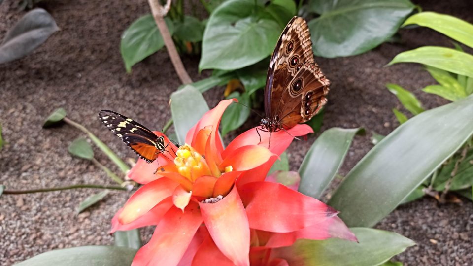 Motýli v liberecké Papilonii