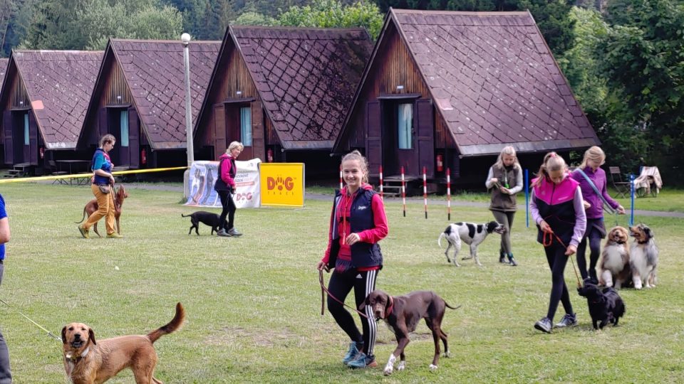 Na letním psím kempu ve Sloupu v Čechách jsou k vidění různá psí plemena