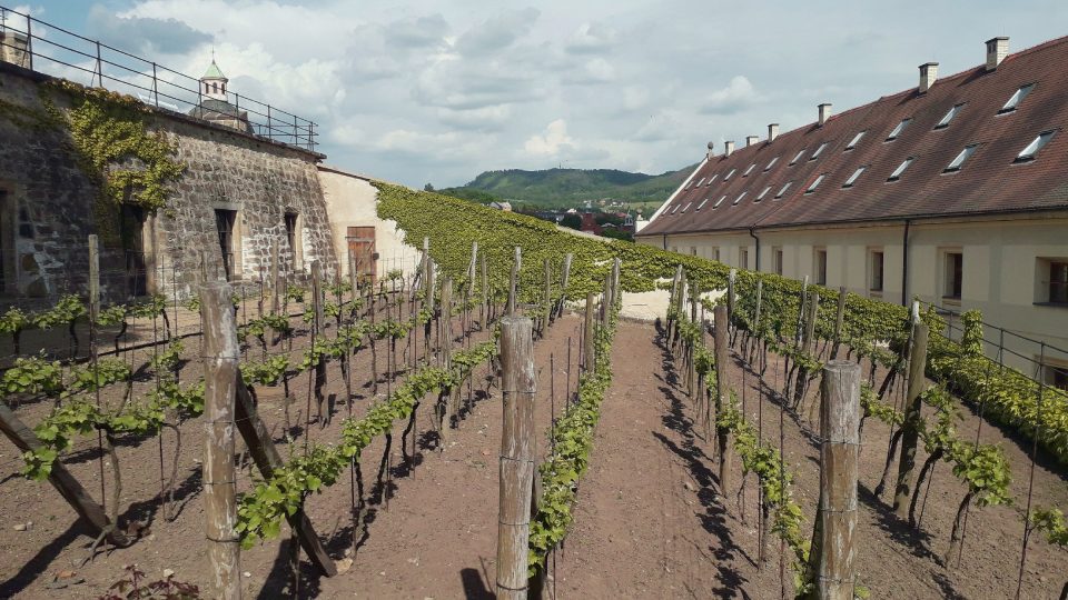 Návštěvník si může na rok adoptovat kousek zámeckého vinohradu