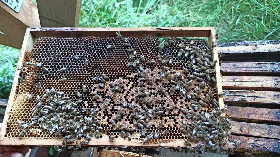 Včely, které vyrábějí vítězný med