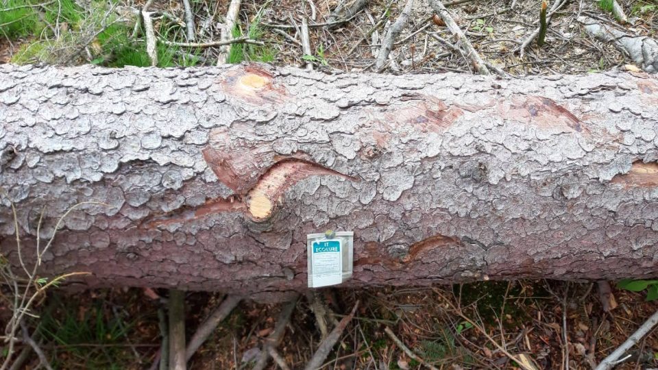 Pokácený rozřezaný strom napuštěný chemickou látkou