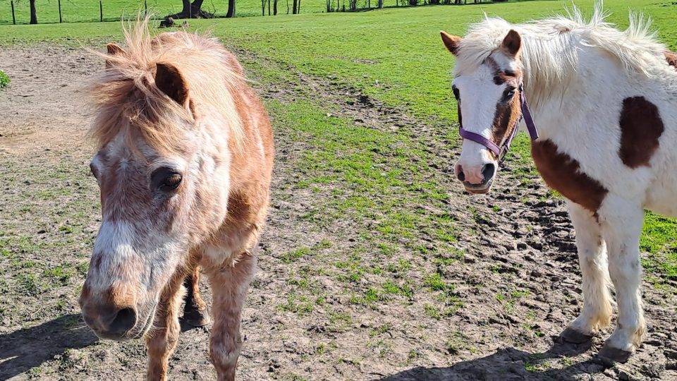 Na farmě Rolinka v Křižanech se starají o nemocné nebo přestárlé koně