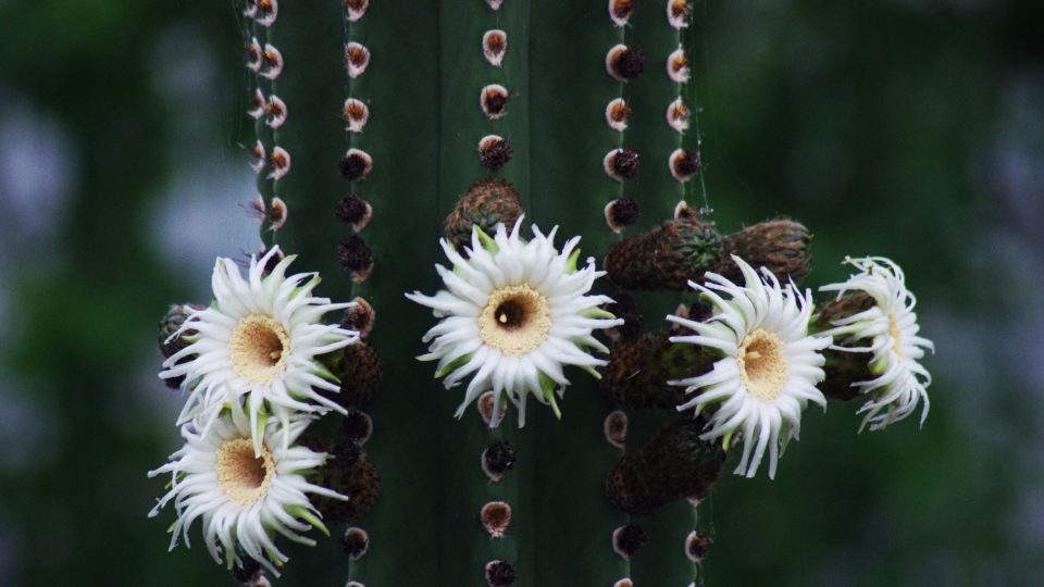 Květy kaktusu jsou bílé