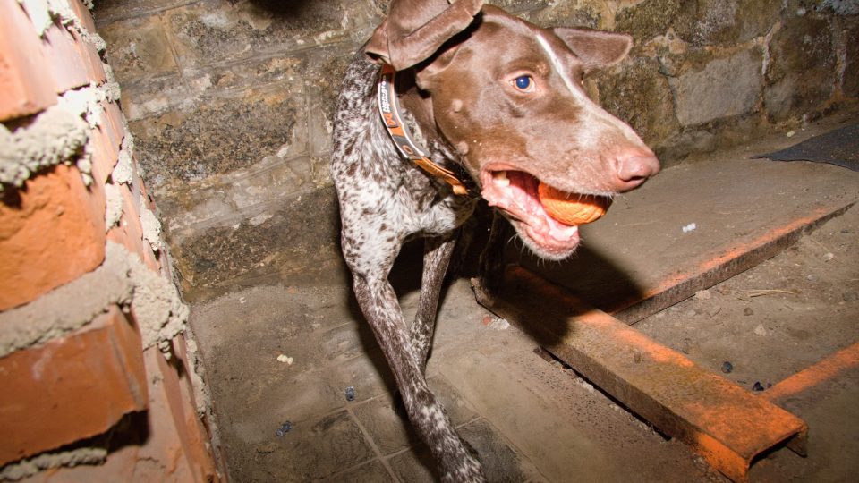 Záchranářský pes Vaclava Vančury
