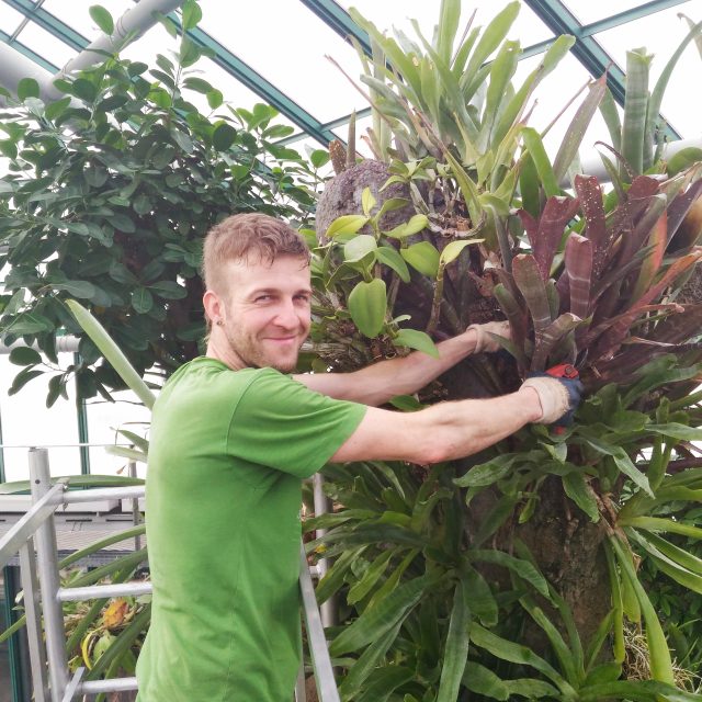 Zahradník liberecké botanické Lukáš Koprnický na nejvyšším patře lešení pečuje o rostliny,  které tzv. &quot;nosí&quot; velký umělý strom | foto: Lucie Fürstová