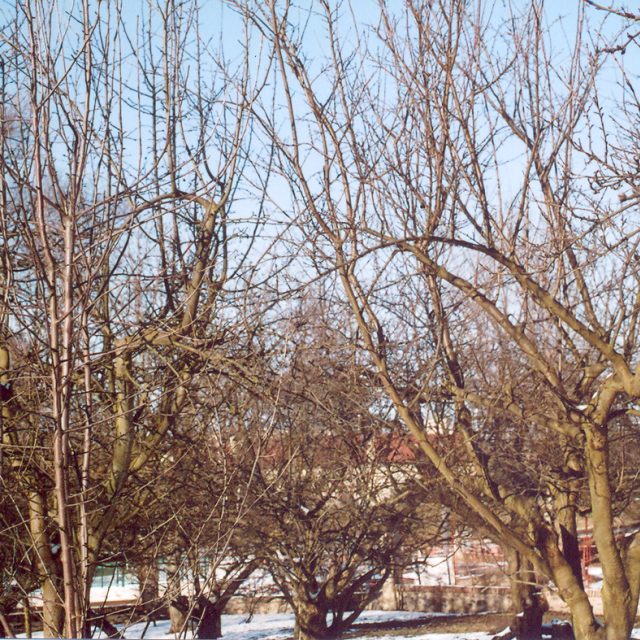 Ovocný strom před řezem | foto: Stanislav Peleška