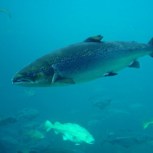 Losos obecný | foto: Hans-Petter Fjeld,   Creative Commons ShareAlike 2.5 Generic