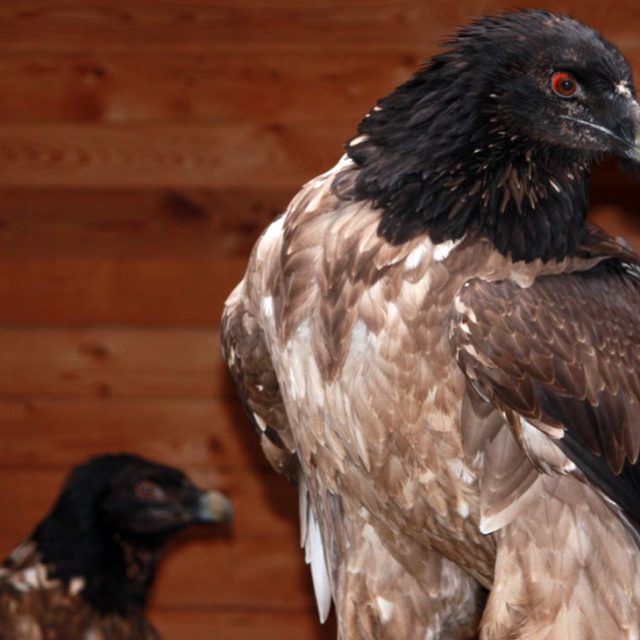 Orlosup bradatý v Zoo Liberec | foto: Jan Kubánek