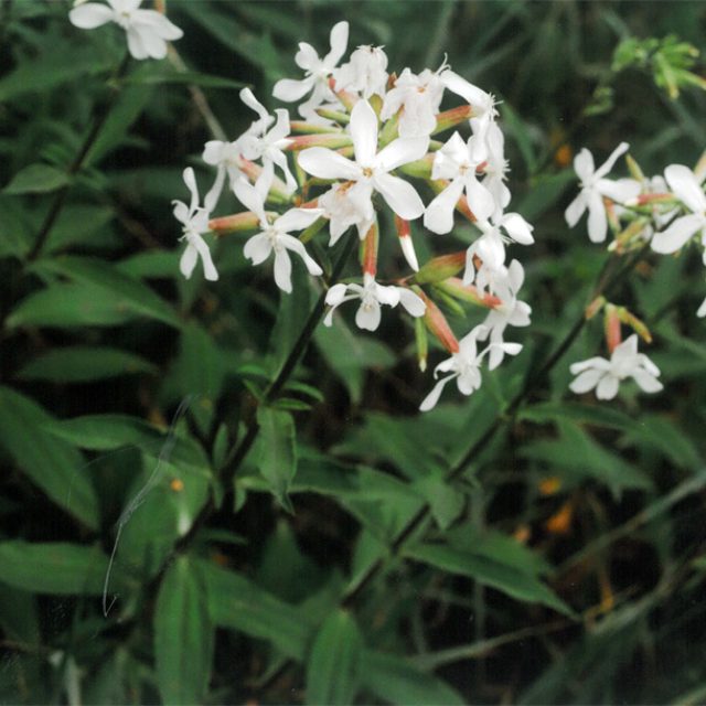 Mydlice lékařská  (ilustr. obr.) | foto: Stanislav Peleška