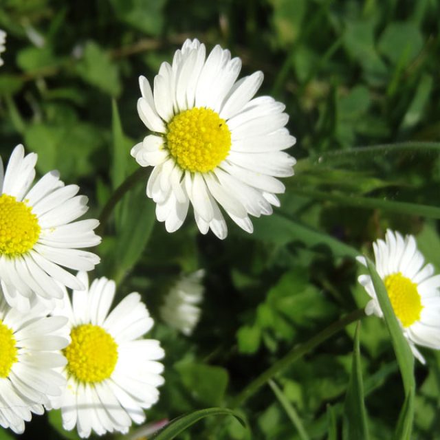 Sedmikrásky | foto: Pavla Kopřivová