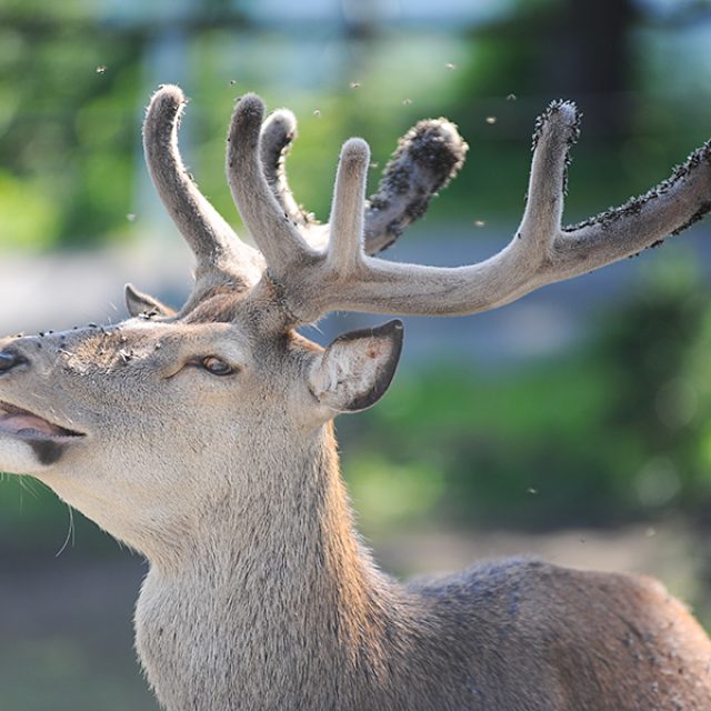 Zvěř v oboře  (ilustrační foto) | foto: Jan Ptáček,  Český rozhlas